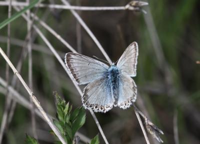Bleu-nacré d'Espagne (Le) Lysandra hispana (Herrich-Schäffer, 1852)