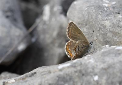 Bleu-nacré d'Espagne (Le) Lysandra hispana (Herrich-Schäffer, 1852)