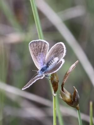 Azuré des Cytises (L') Glaucopsyche alexis (Poda, 1761)