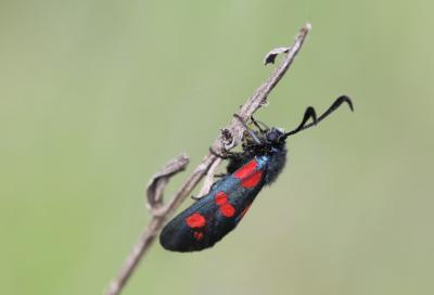 Zygène du Pied-de-Poule (La), Zygène des Lotiers ( Zygaena filipendulae (Linnaeus, 1758)