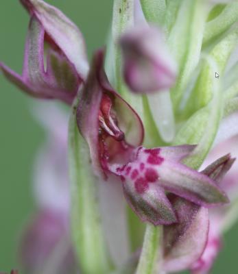 Orchis à odeur de vanille Anacamptis fragrans (Pollini) R.M.Bateman, 2003