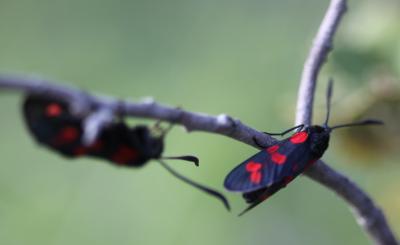 Zygènes Zygaenidae Latreille, 1909