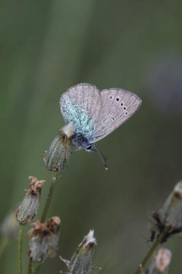 Azuré des Cytises (L') Glaucopsyche alexis (Poda, 1761)