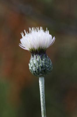 Tyrimne à taches blanches Tyrimnus leucographus (L.) Cass., 1826