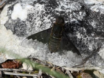  Hemipenthes morio (Linnaeus, 1758)