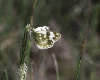 Marbré-de-vert (Le), Piéride du Réséda (La), Marbr Pontia daplidice (Linnaeus, 1758)