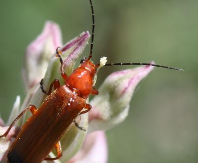 Téléphore fauve Rhagonycha fulva (Scopoli, 1763)