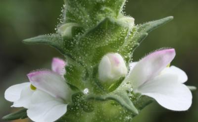 Bellardie, Bartsie trixago, Bellardie Germandrée Bartsia trixago L., 1753