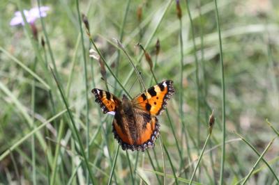 Petite Tortue (La), Vanesse de l'Ortie (La), Petit Aglais urticae (Linnaeus, 1758)