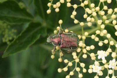  Gnorimus nobilis (Linnaeus, 1758)