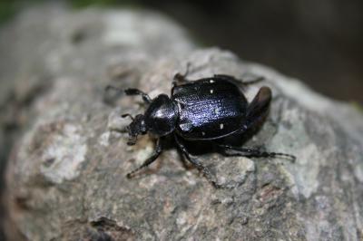  Gnorimus variabilis (Linnaeus, 1758)