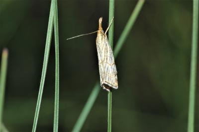  Chrysocrambus Bleszynski, 1957