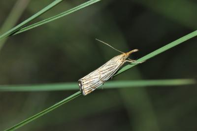  Chrysocrambus Bleszynski, 1957