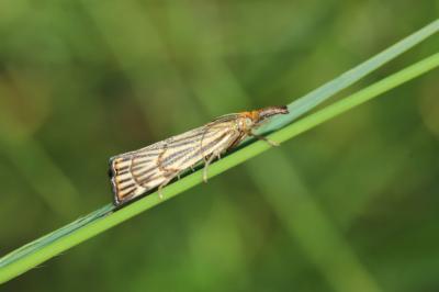  Chrysocrambus Bleszynski, 1957