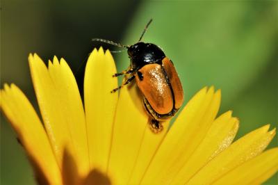 Cryptocéphale à corselet rugueux Cryptocephalus rugicollis Olivier, 1791