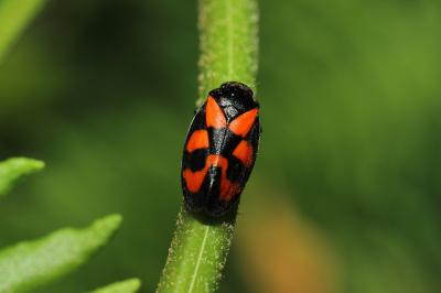 Cercope, Crachat de coucou Cercopis vulnerata Rossi, 1807