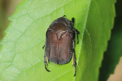 Cétoine noire (la) Netocia morio (Fabricius, 1781)