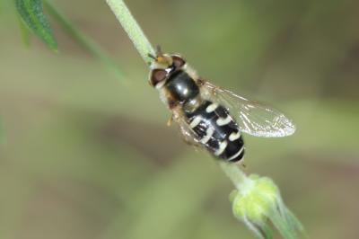 Syrphe du poirier, Syrphe pyrastre Scaeva pyrastri (Linnaeus, 1758)
