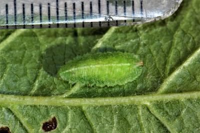 Syrphes Syrphidae Latreille, 1802