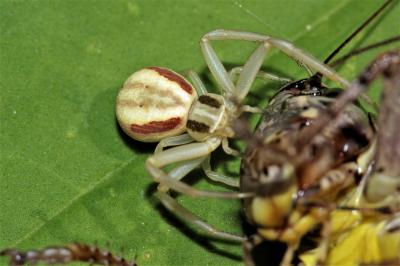 Thomise rayé Runcinia grammica (C.L. Koch, 1837)