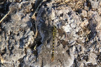 Gomphe à forceps (Le), Gomphe à pinces (Le) Onychogomphus forcipatus (Linnaeus, 1758)