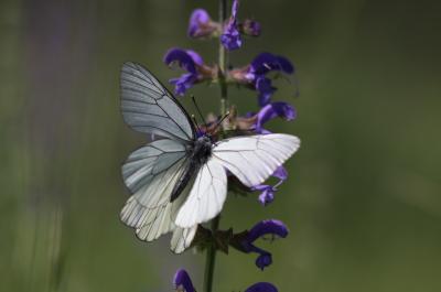 Gazé (Le), Piéride de l'Aubépine (La), Piéride gaz Aporia crataegi (Linnaeus, 1758)