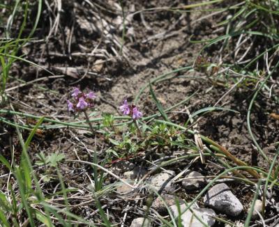 Thym d'Emberger Thymus embergeri Roussine, 1952