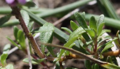 Thym d'Emberger Thymus embergeri Roussine, 1952