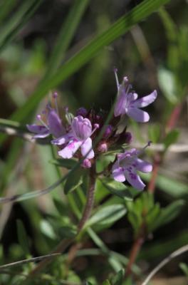 Thym d'Emberger Thymus embergeri Roussine, 1952