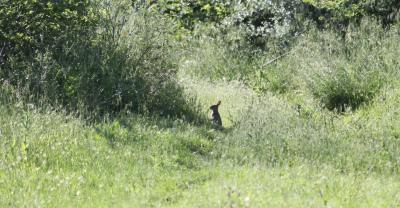 Lapin de garenne Oryctolagus cuniculus (Linnaeus, 1758)