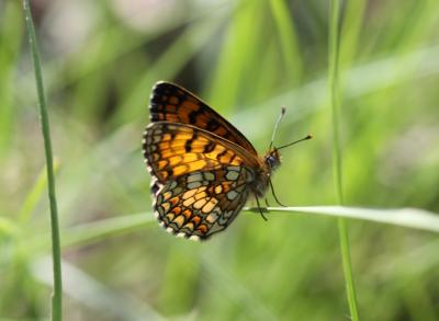 Mélitée du Mélampyre (La), Damier Athalie (Le) Melitaea athalia (Rottemburg, 1775)