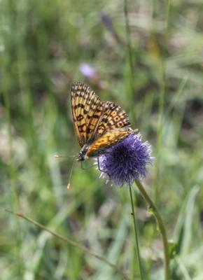 Mélitée du Plantain (La), Déesse à ceinturons (La) Melitaea cinxia (Linnaeus, 1758)
