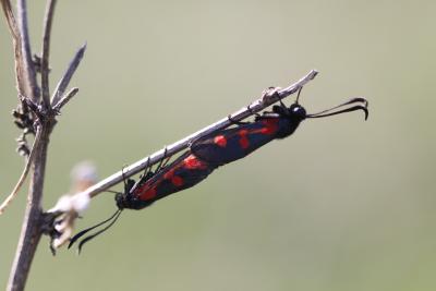 Zygène des prés (La), Zygène des Cornettes (La) Zygaena trifolii (Esper, 1783)