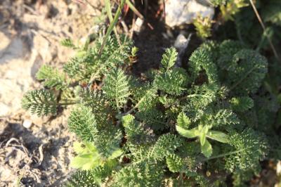 Achillée odorante Achillea odorata L., 1759
