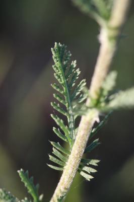 Achillée odorante Achillea odorata L., 1759