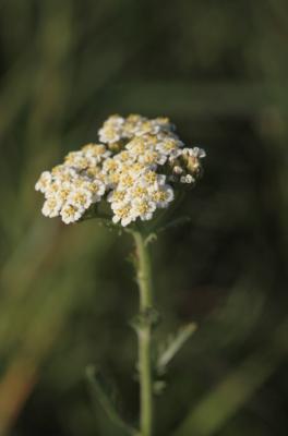 Achillée odorante Achillea odorata L., 1759