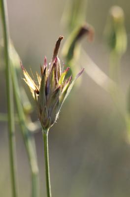 Crupine commune, Crupine vulgaire Crupina vulgaris Cass., 1817