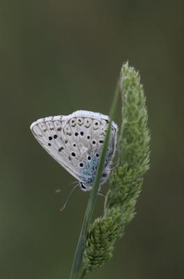 Bleu-nacré d'Espagne (Le) Lysandra hispana (Herrich-Schäffer, 1852)