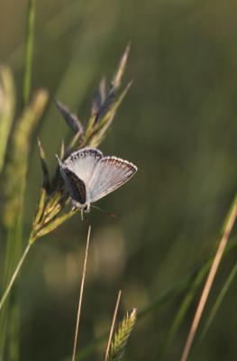 Bleu-nacré d'Espagne (Le) Lysandra hispana (Herrich-Schäffer, 1852)