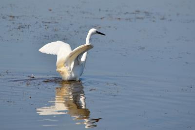Aigrette garzette Egretta garzetta (Linnaeus, 1766)