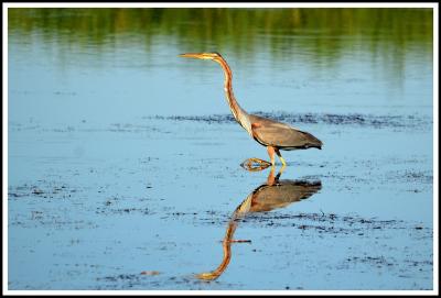 Héron pourpré Ardea purpurea Linnaeus, 1766