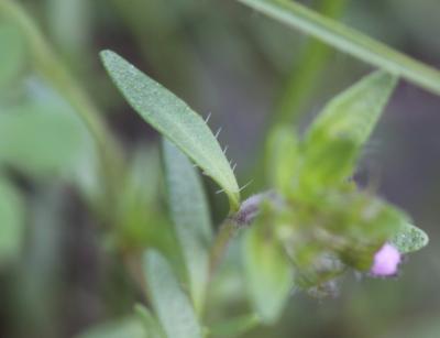 Thym d'Emberger Thymus embergeri Roussine, 1952
