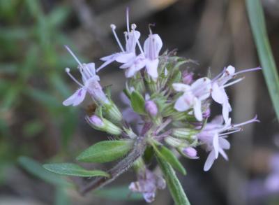 Thym d'Emberger Thymus embergeri Roussine, 1952