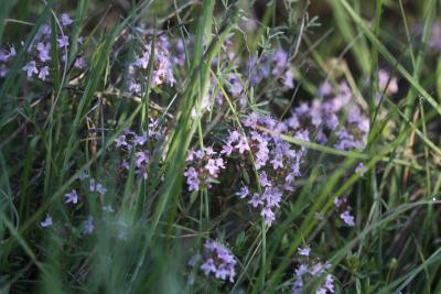 Thym d'Emberger Thymus embergeri Roussine, 1952