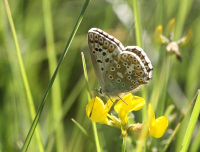 Bleu-nacré d'Espagne (Le) Lysandra hispana (Herrich-Schäffer, 1852)
