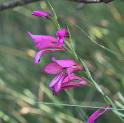  Gladiolus L., 1753