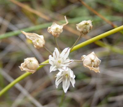 Ail musqué Allium moschatum L., 1753