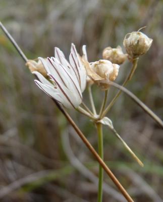 Ail musqué Allium moschatum L., 1753