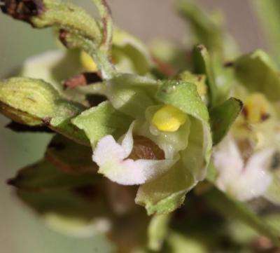 Épipactis du Rhône Epipactis rhodanensis Gévaudan & Robatsch, 1994