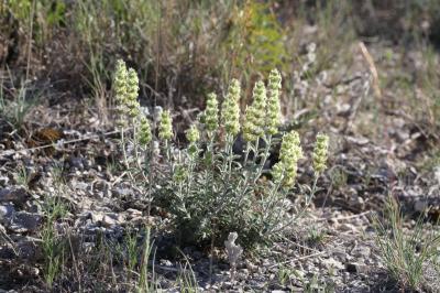 Crapaudine faux Scordium Sideritis fruticulosa Pourr., 1788